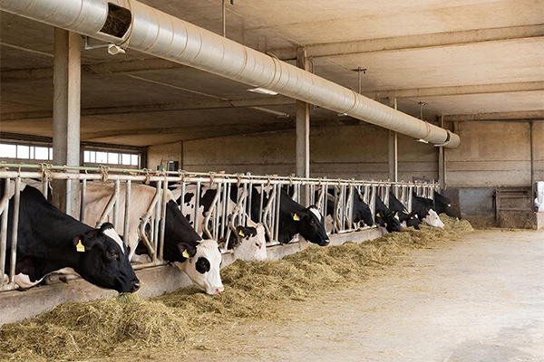 Вентиляция животноводческой фермы