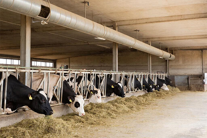 Вентиляция фермы крупного рогатого скота